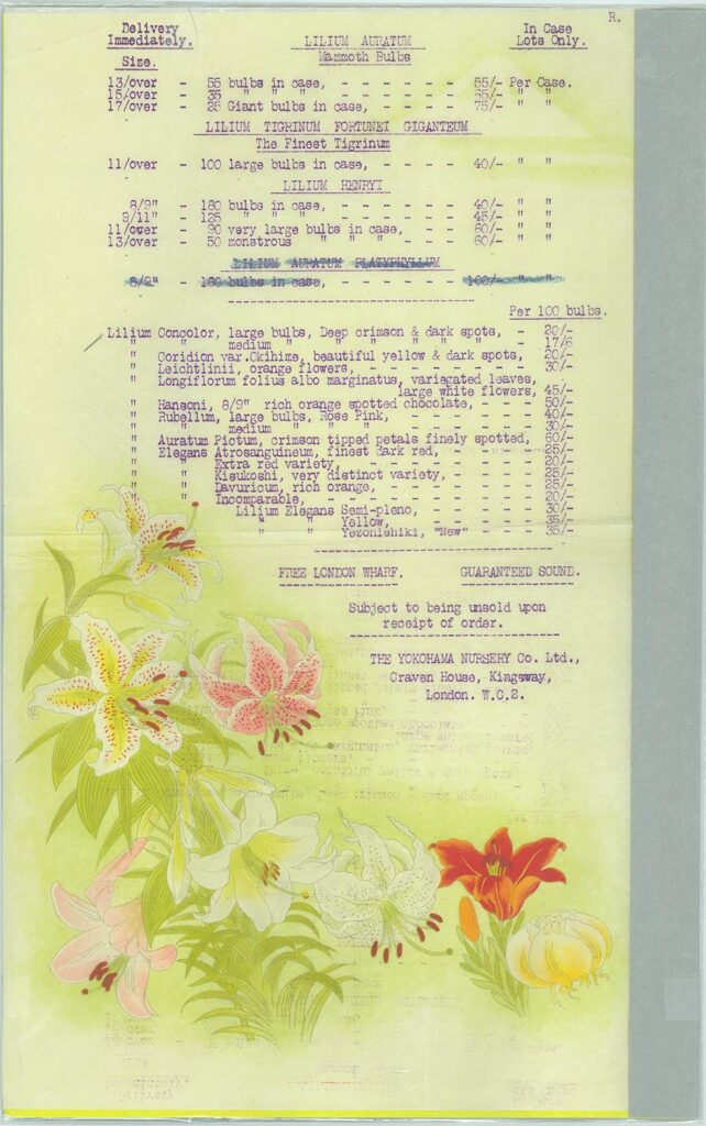 ユリ球根の価格表