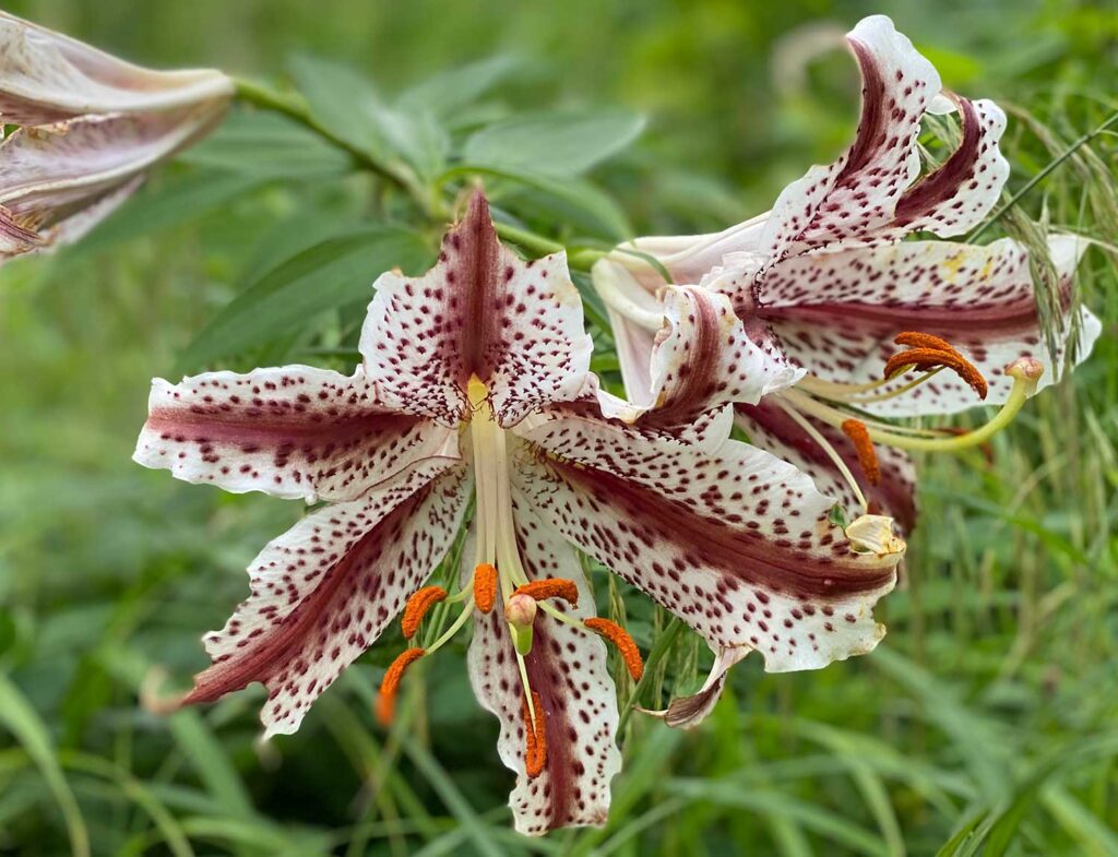 ベニスジヤマユリ