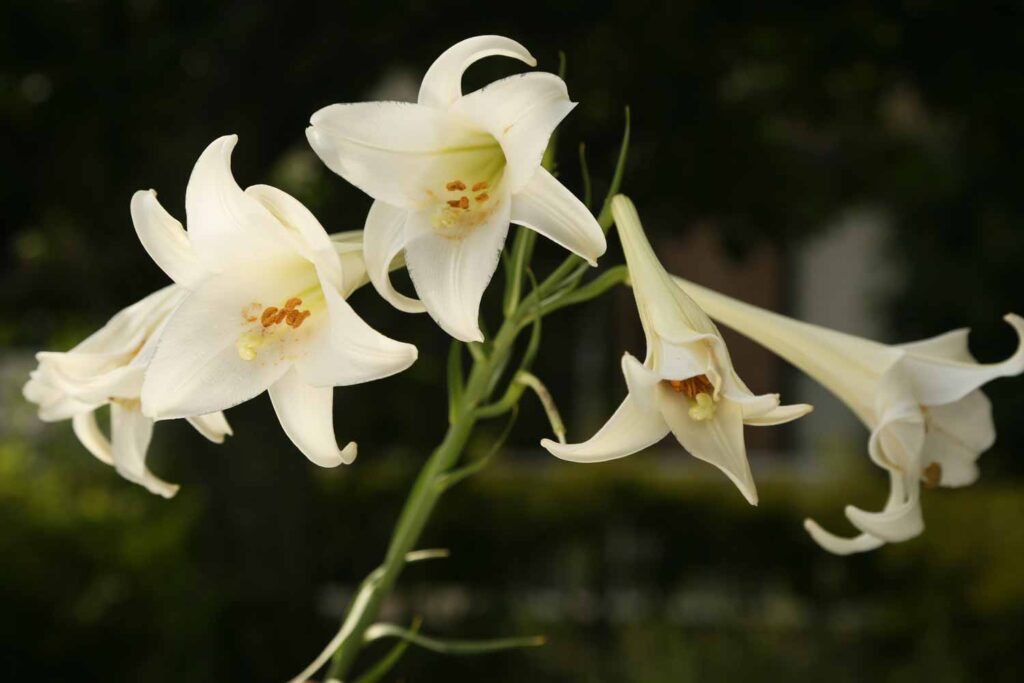 新テッポウユリ