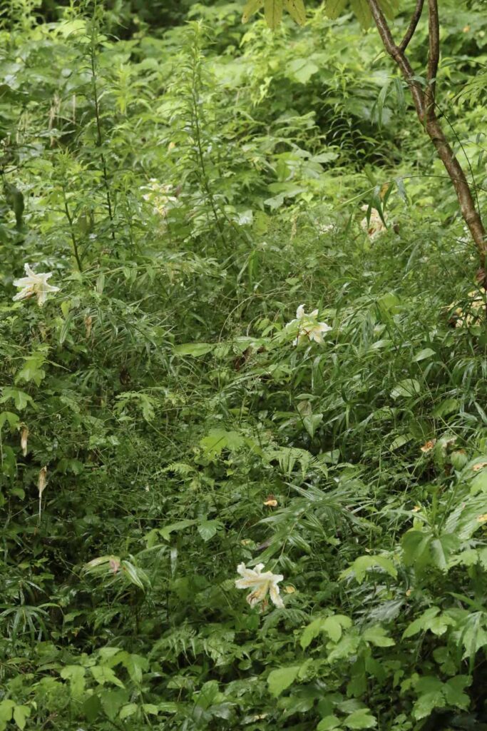 斜面のヤマユリ