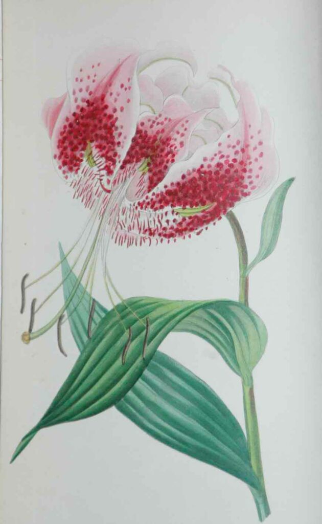 ボタニカルプレート