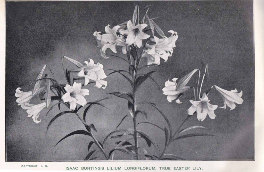 イースターリリー