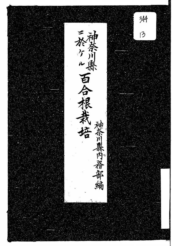 神奈川県に於ける百合根栽培