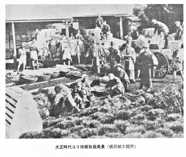 大正時代ユリ球根取扱風景