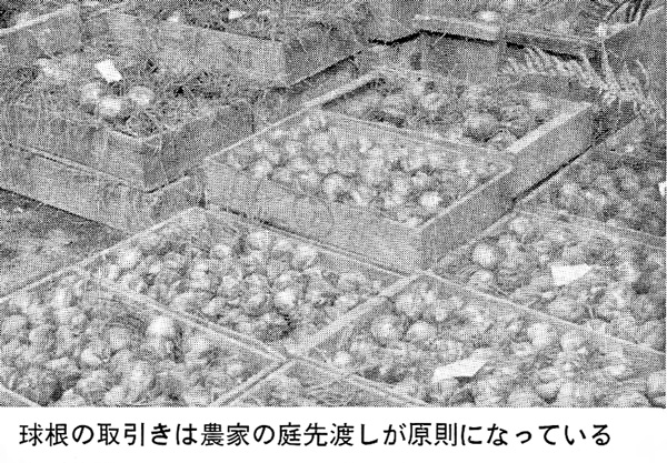 ユリ球根取引