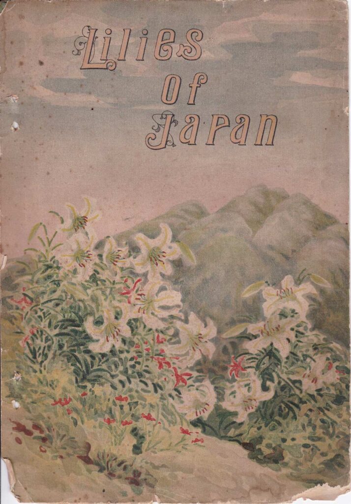 Lilies of Japan