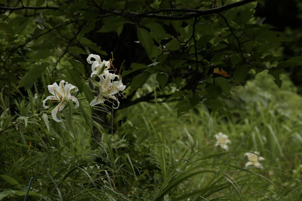 自生する山百合