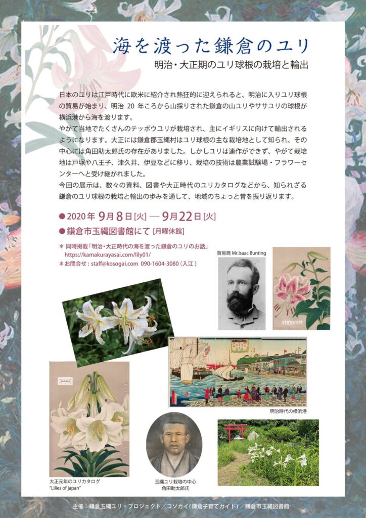 海を渡った鎌倉のユリ